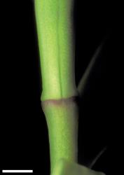 Veronica strictissima. Leaf bud with no sinus. Scale = 1 mm.
 Image: W.M. Malcolm © Te Papa CC-BY-NC 3.0 NZ